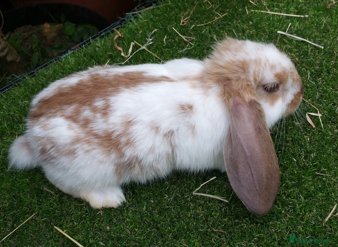 French Lop rabbits for sale: Giant French Lop Planned Litters - Vaccinated   - Image 16