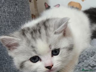 Brazilian Shorthair cats British shorthair x Persian - Advert 12