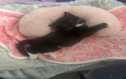 British Shorthair cats for sale: British short hair cross breed - Image 7