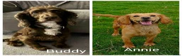 Cocker Spaniel dogs for sale: Cocker Spaniel Puppies For Sale in Chesterfield - Advert 2