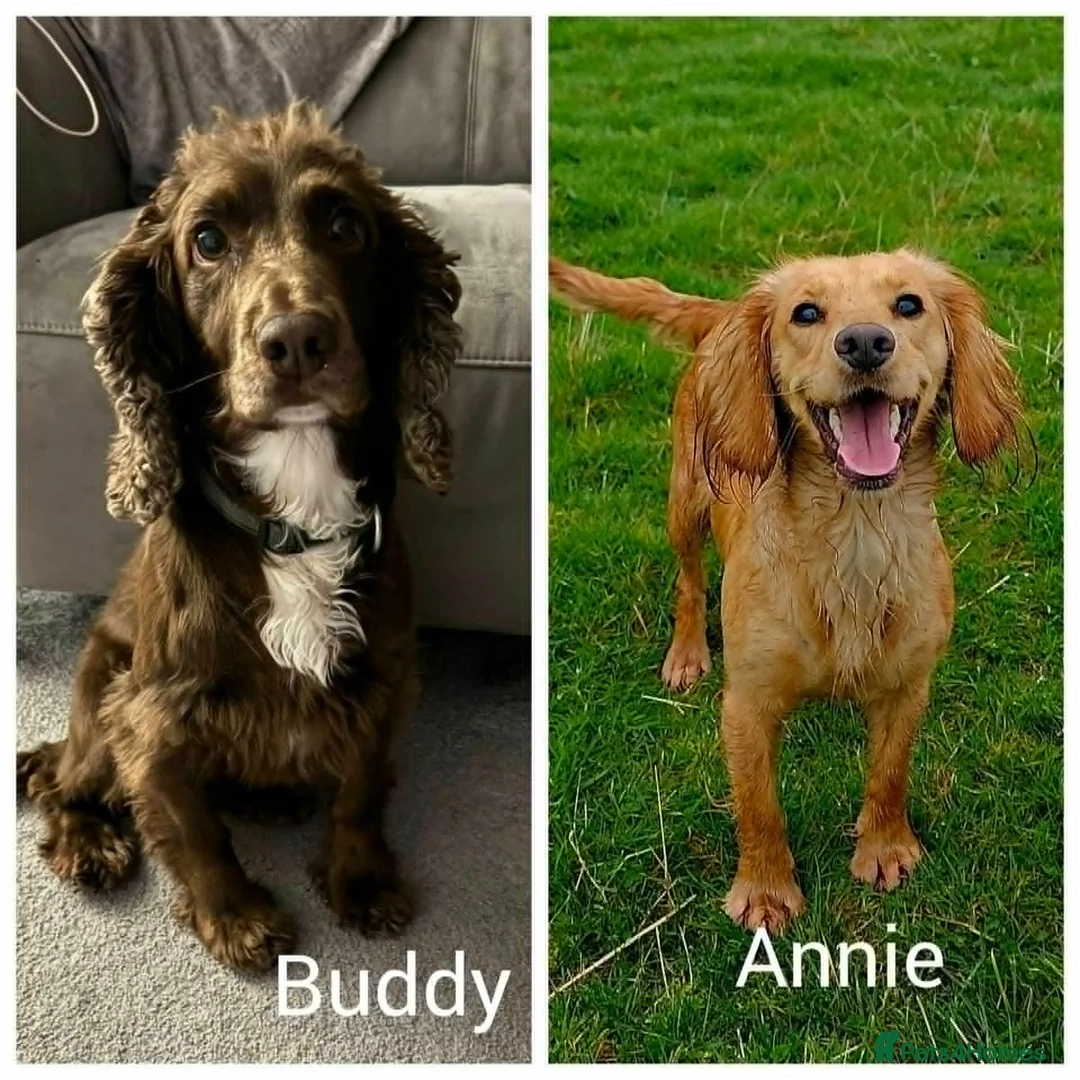 Cocker Spaniel dogs for sale: Cocker Spaniel Puppies For Sale in Chesterfield - Advert 2