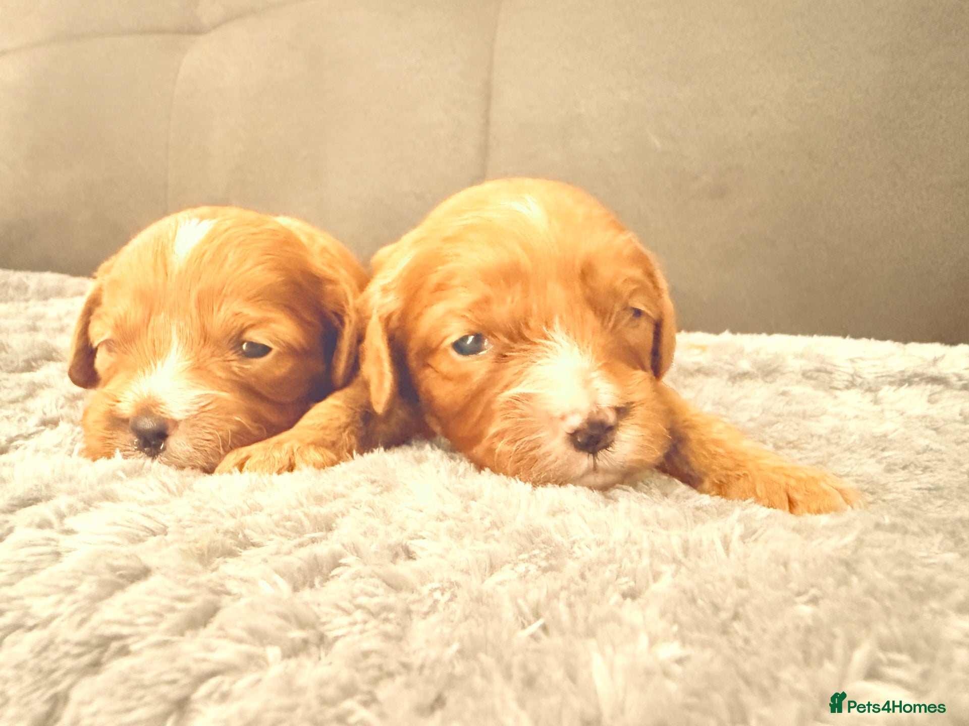 Cavapoo dogs Cavapoo f1 health tested 5* incensed  - Advert 2