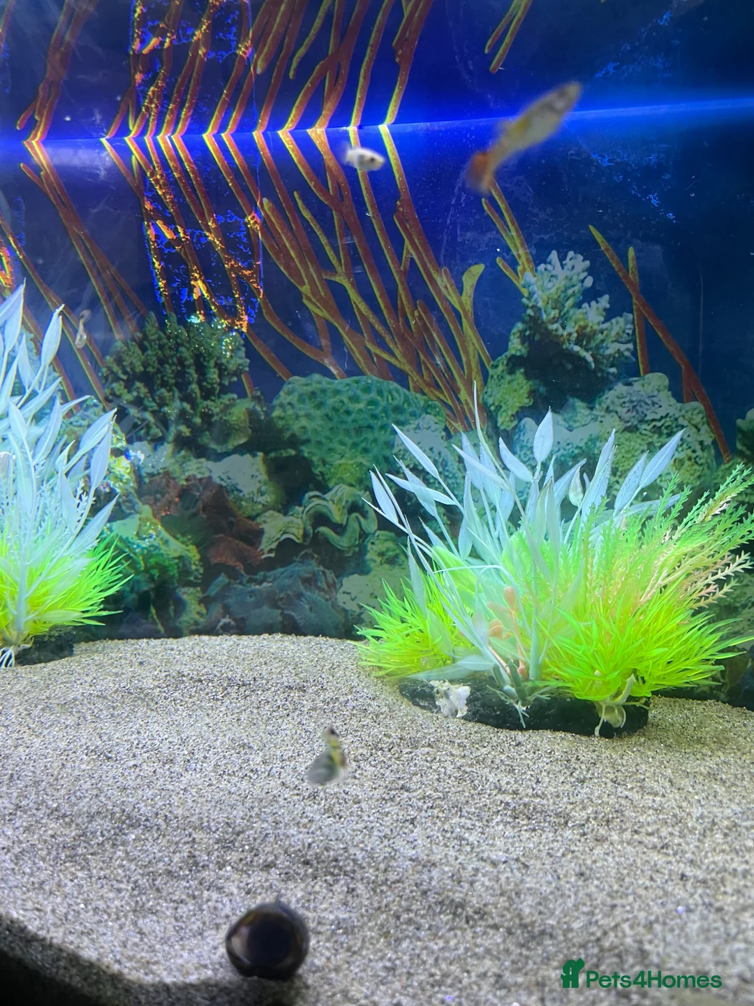 Rainbow Fish fish for sale: Fish Tank Aquarium  in Oldham - Advert 5