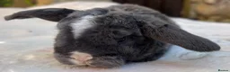 Mini Lop rabbits for sale: Mini Plush Lop and Plush Carrier litters - Advert 4