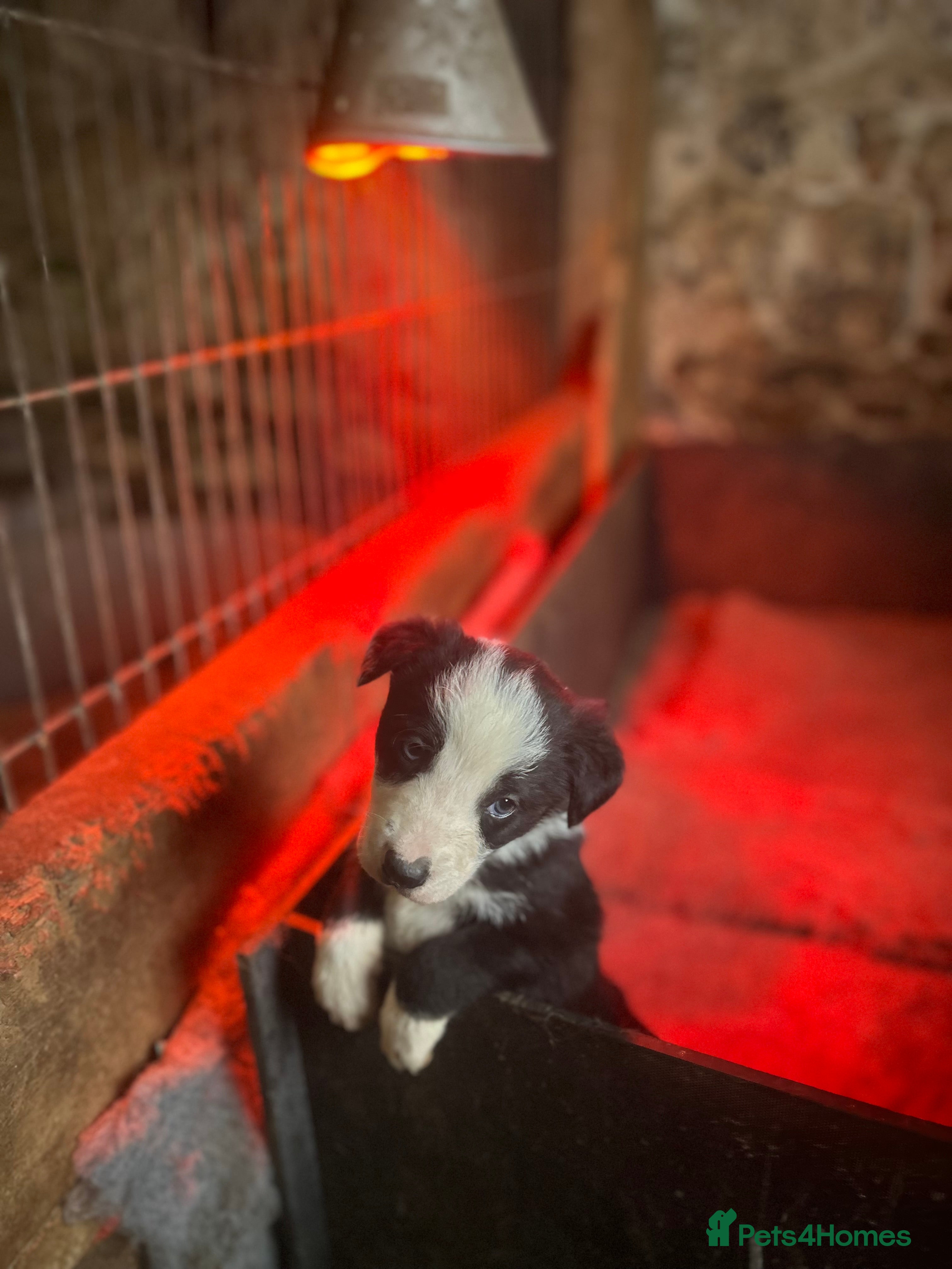 Mixed Breed dogs 5 Collie x Huntaway pups for sale. - Advert 5