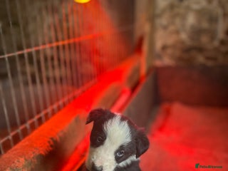 Mixed Breed dogs 5 Collie x Huntaway pups for sale. - Advert 5