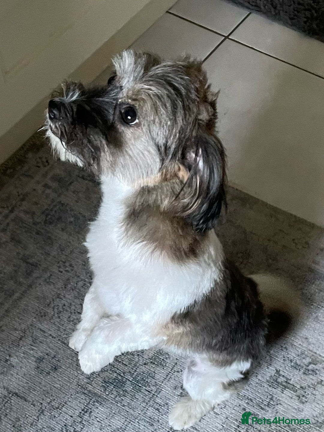 Mixed Breed dogs for adoption: Pepito  - Image 5