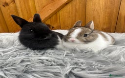 Netherland Dwarf rabbits for sale: Netherland Dwarf Rabbits For Sale - Image 1