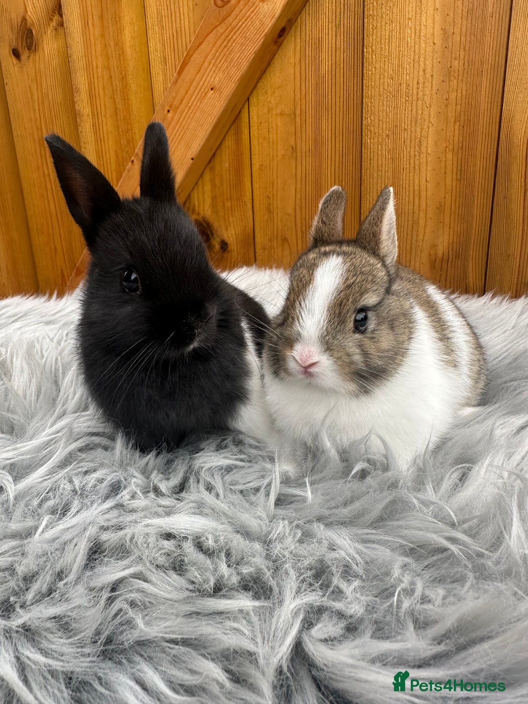 Netherland Dwarf rabbits for sale: Netherland Dwarf Rabbits For Sale - Image 1