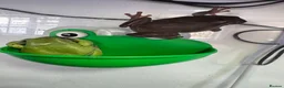 Frog reptiles for sale: 3 Whites tree frogs for sale  - Advert 6