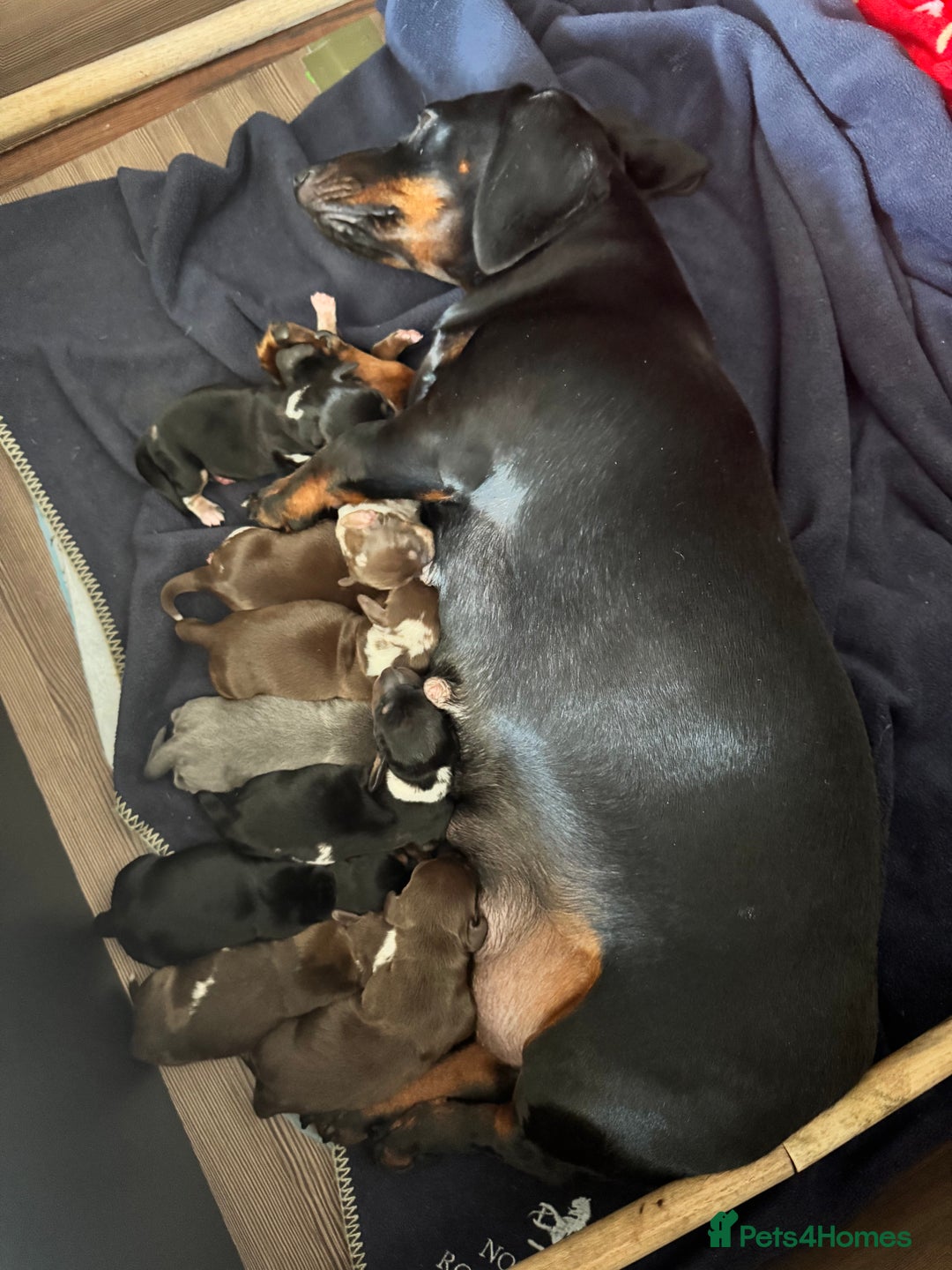 Miniature Dachshund dogs for sale: 🐾 Miniature Dachshund Puppies for Sale 🐾 - Image 1