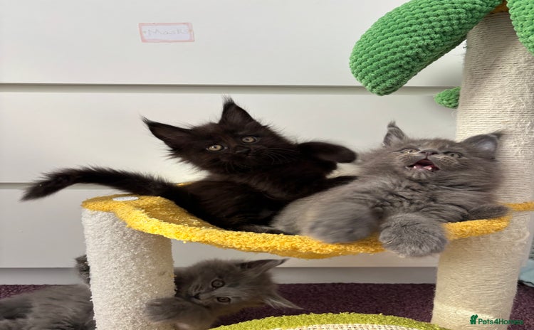 Maine Coon cats - Advert 7