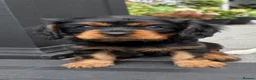Cavalier King Charles Spaniel dogs for sale: Absolutely Beautiful King Charles Cavaliers  in Chessington - Advert 13