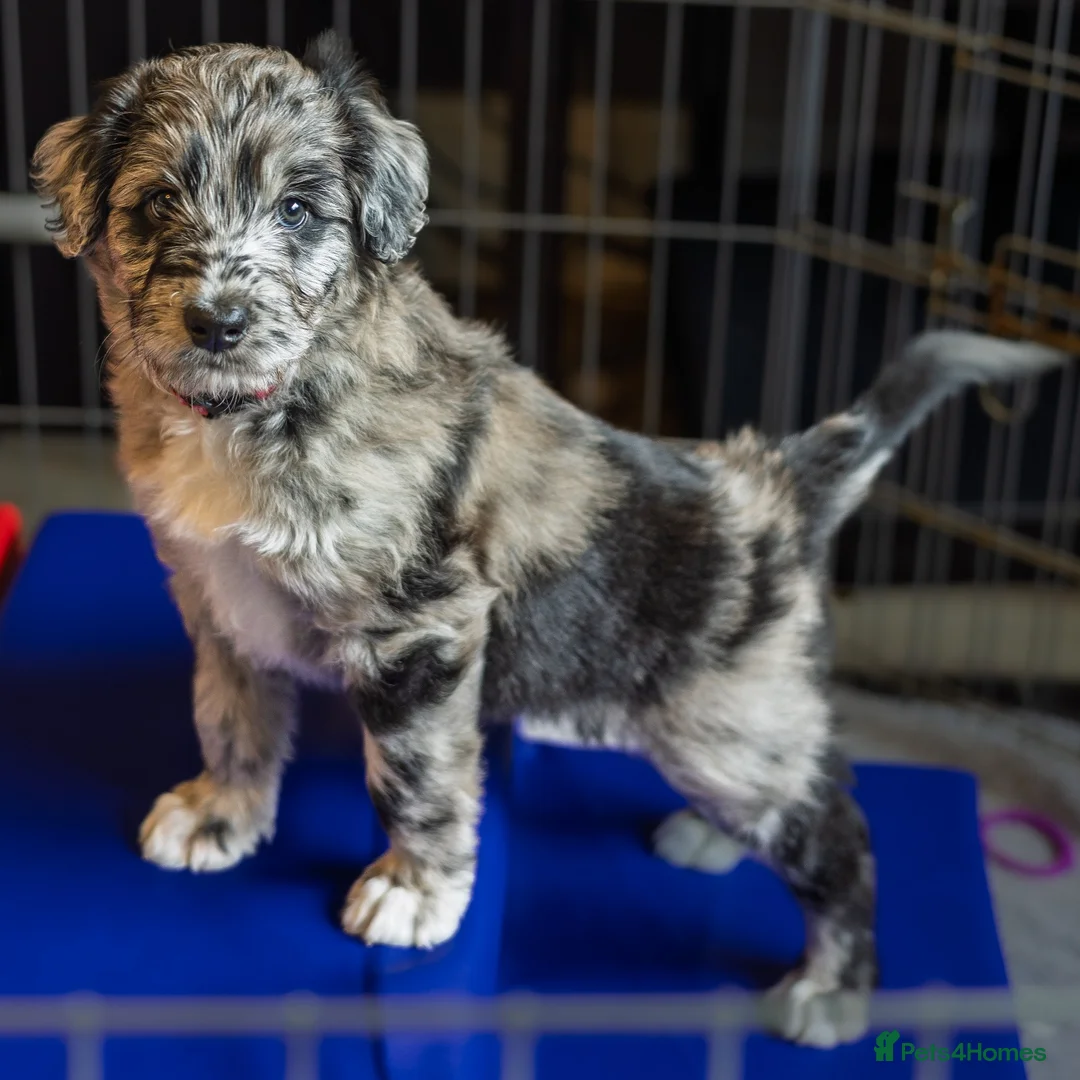 Mixed Breed dogs for sale: ☀️🌙Waiting list open🌙☀️ - Advert 20