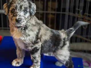 Mixed Breed dogs ☀️🌙Waiting list open🌙☀️ - Advert 5