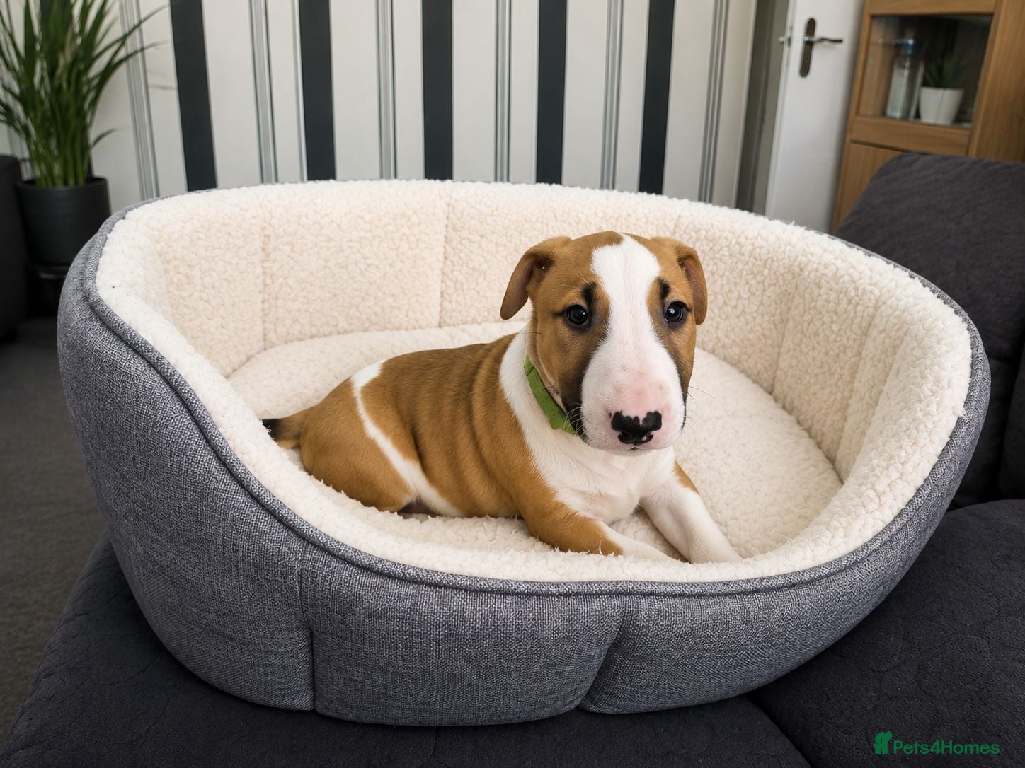 English Bull Terrier dogs Beautiful KC Reg English Bull Terrier Puppies  - Advert 12