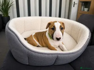 English Bull Terrier dogs Beautiful KC Reg English Bull Terrier Puppies - Advert 12