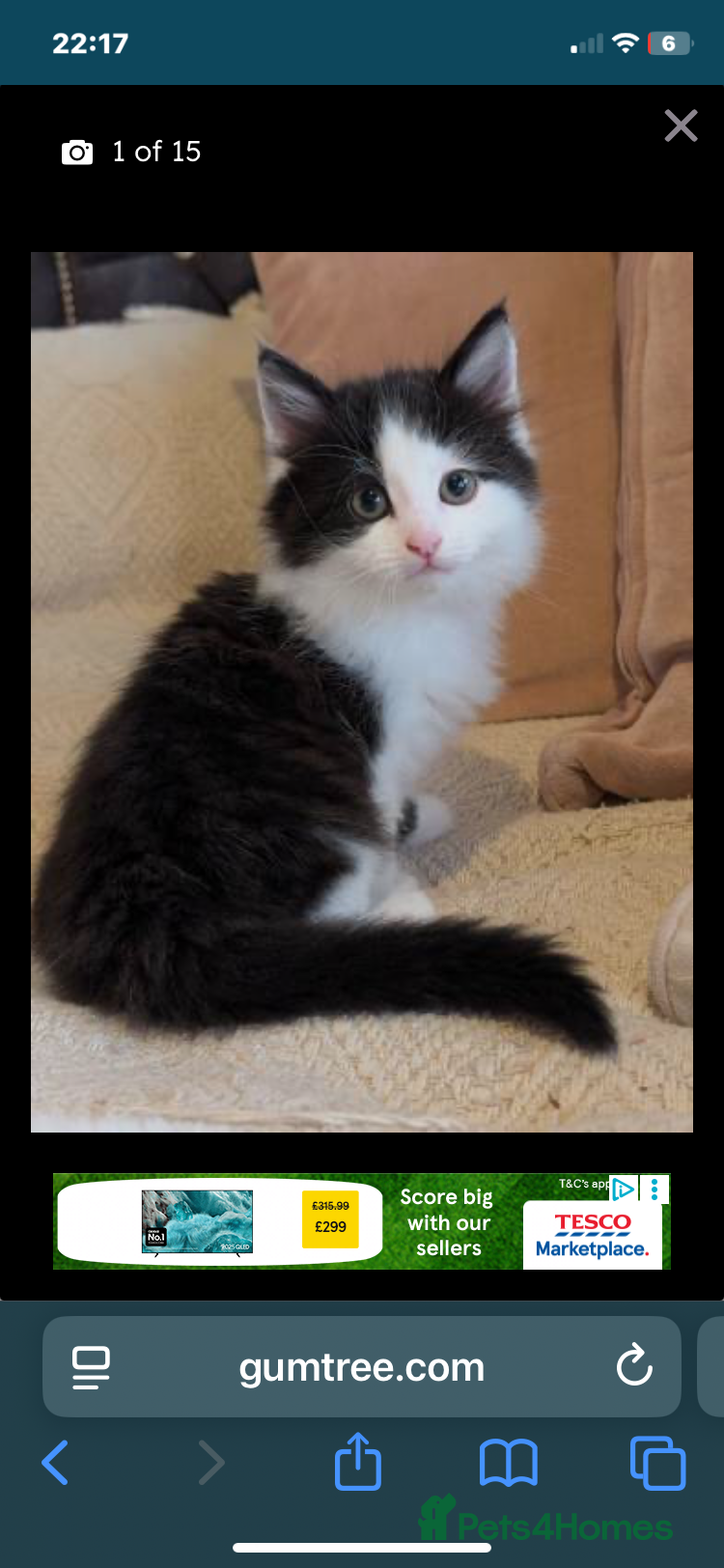 Mixed Breed cats 4 beautiful babies left 2 boys 1 girl  - Advert 17