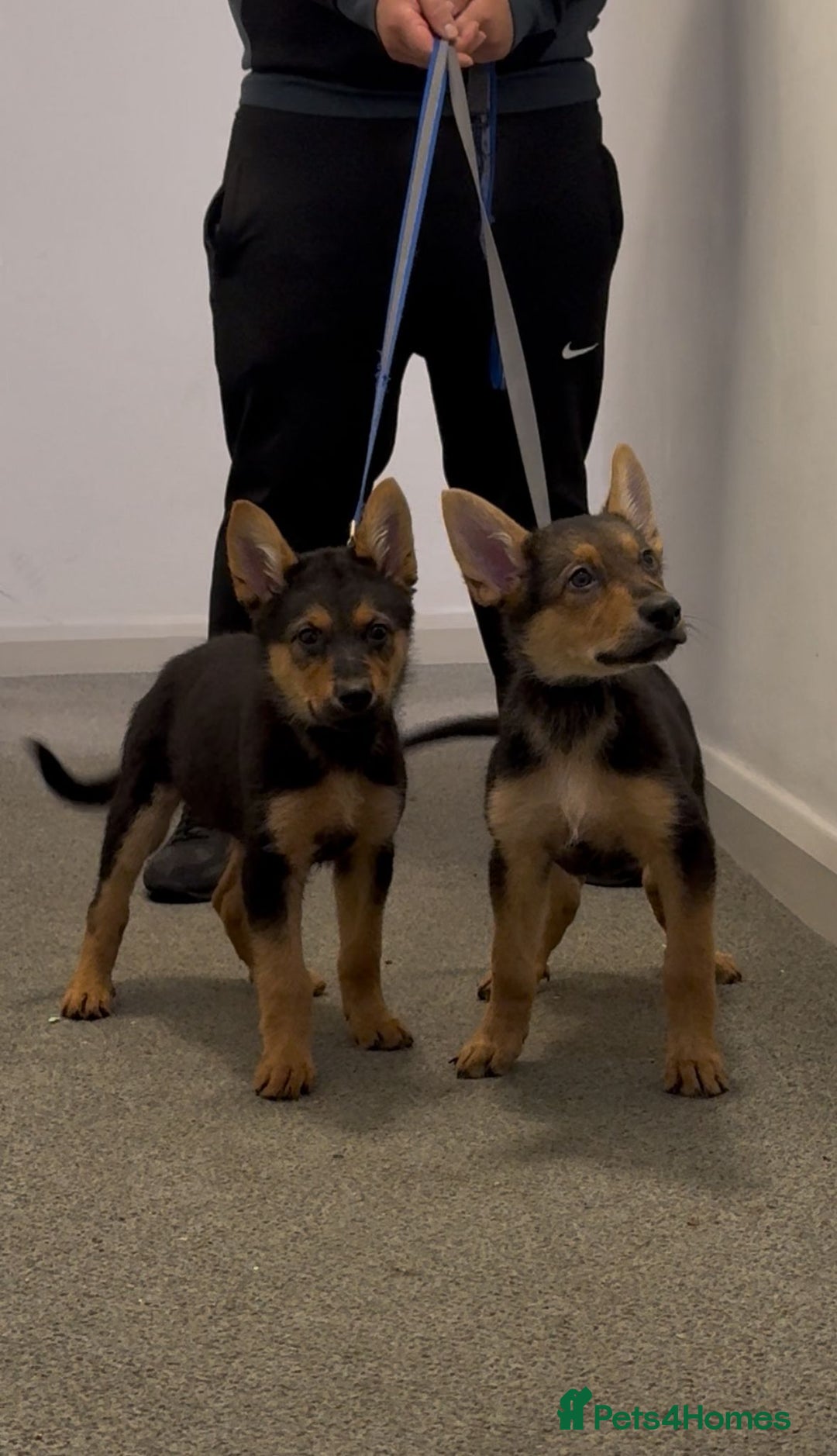 German Shepherd dogs for sale: Exceptional German Shepherd Girls - Advert 9