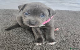Mixed Breed dogs for sale: Staffy cross pups for sale  - Image 1