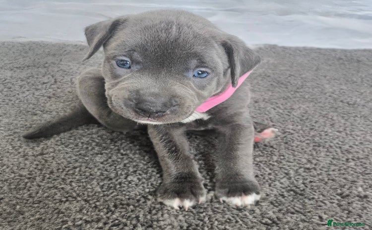 Mixed Breed dogs - Advert 2