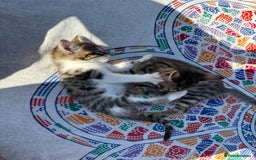 Bengal cats for sale: Mixed Bengal x Tabby - Image 13