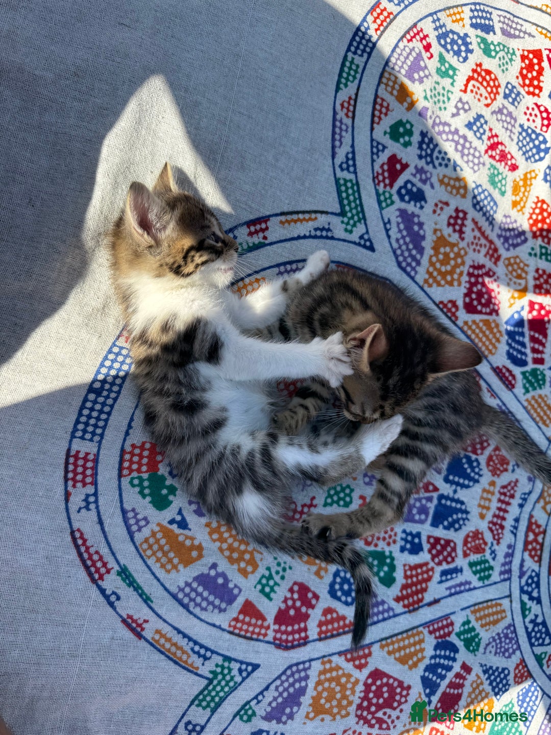 Bengal cats for sale: Mixed Bengal x Tabby - Image 13