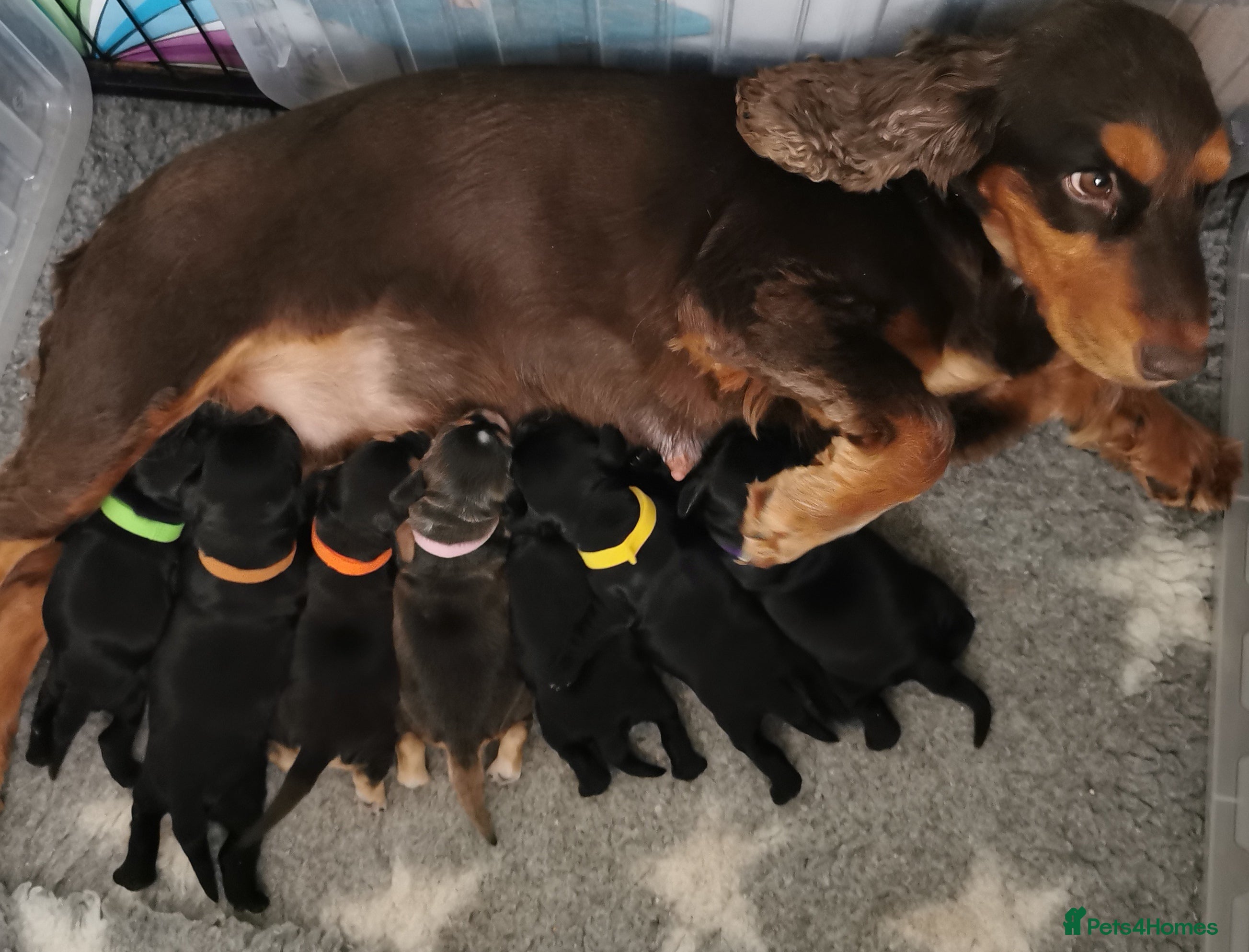 Cocker Spaniel dogs ☀️ DNA tested show type cocker spaniels puppies ☀️ - Advert 1