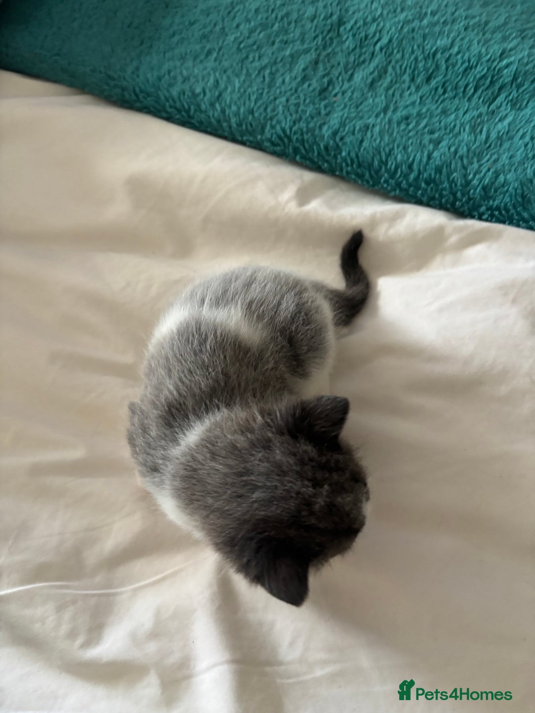 Mixed Breed cats for sale: Beautiful tabby x Ragdoll kittens for sale ! - Advert 22