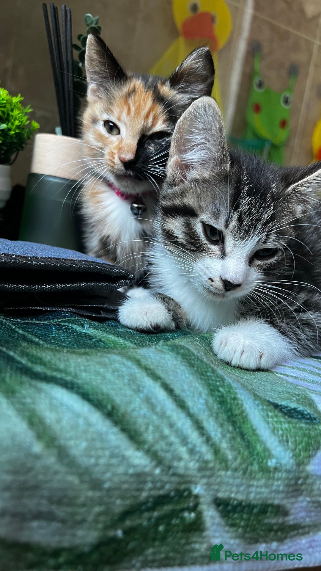 Bengal cats for sale: 2Beautiful kittens Left - Image 14