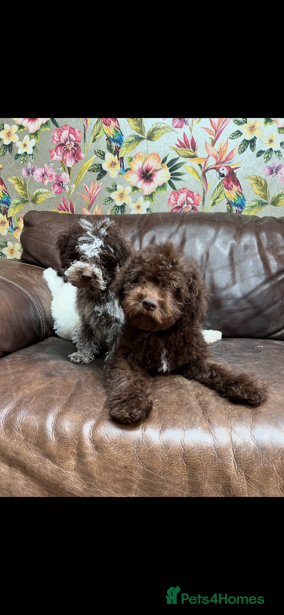 Lagotto Romagnolo dogs Quality lagotto romagnolo puppies for sale - Advert 3