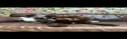 Lagotto Romagnolo dogs for sale: Quality lagotto romagnolo puppies for sale - Advert 1