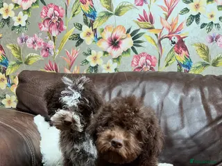 Lagotto Romagnolo dogs Quality lagotto romagnolo puppies for sale - Advert 2