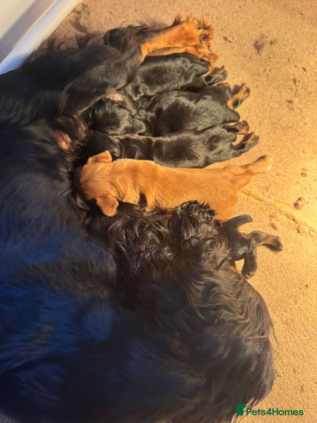 Cocker Spaniel dogs for sale: Working Cocker Spaniels - Advert 3