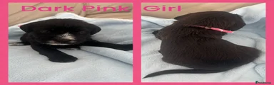 Mixed Breed Puppy 5