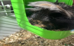 Guinea Pig rodents for sale: 2 male Guinea pigs Grinch(dark & Max(brown) - Image 13