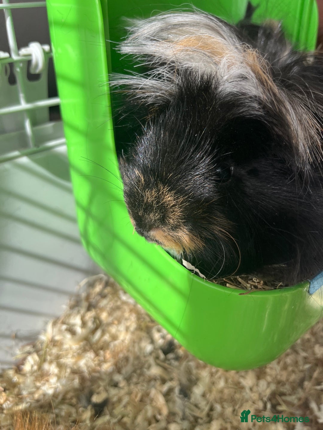 Guinea Pig rodents for sale: 2 male Guinea pigs Grinch(dark & Max(brown) - Image 13