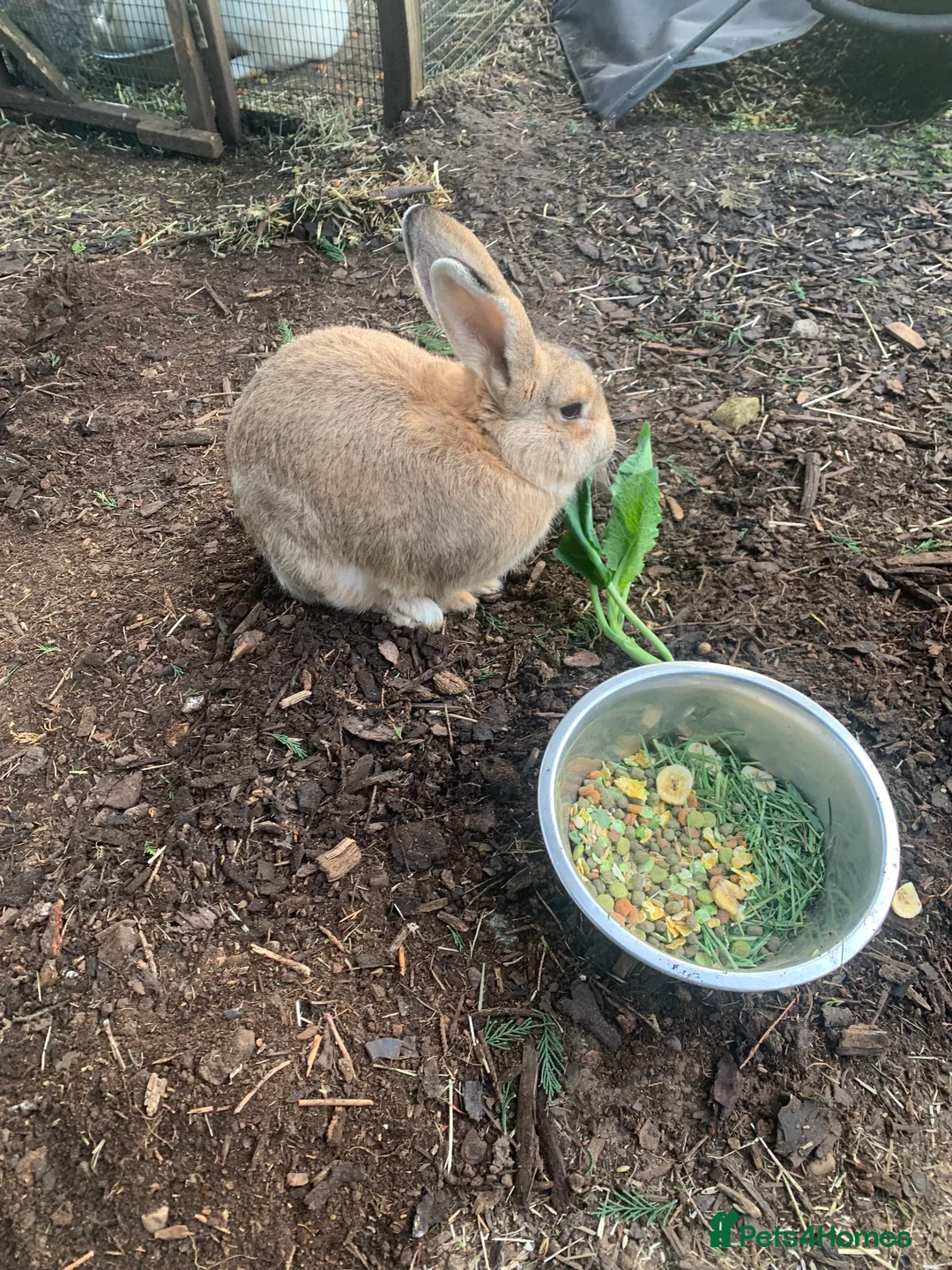 Continental Giant rabbits for sale: Pure Continental Giant rabbits  - Advert 12