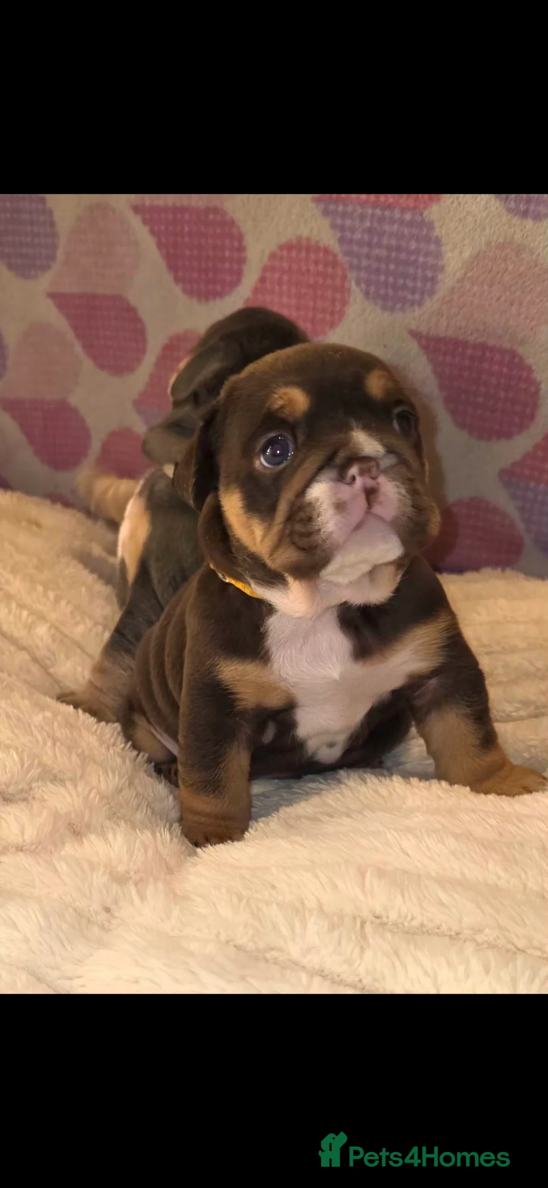 English Bulldog dogs for sale: Litter of 7 English Bulldogs - Advert 10