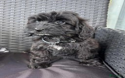 Cockapoo dogs for sale: Cockapoo - Image 3