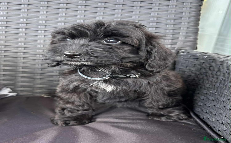 Cockapoo dogs - Advert 8