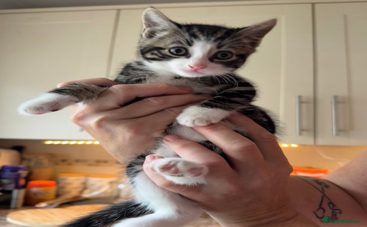 Domestic Shorthair cats - Advert 3