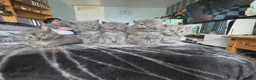 Persian cats for sale: 5 amazing persian kittens ready soon - Advert 27
