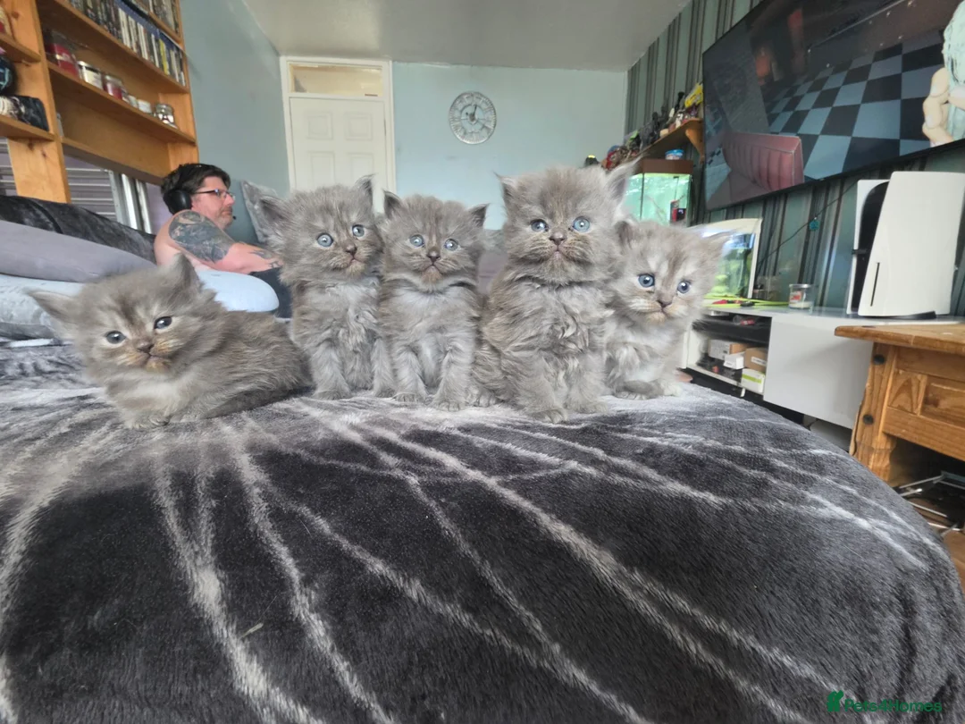 Persian cats for sale: 5 amazing persian kittens ready soon - Advert 27