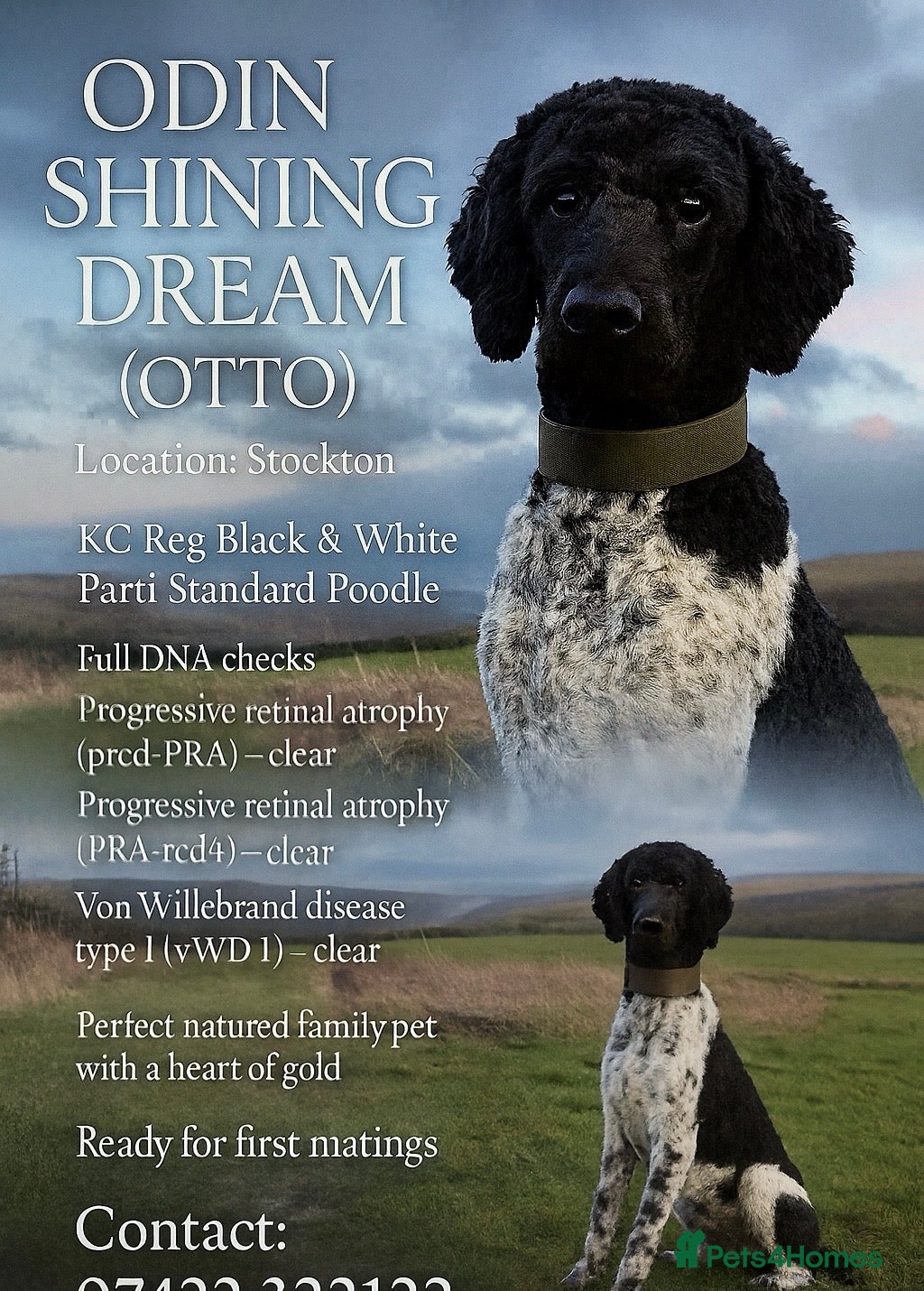 Standard Poodle dogs Outstanding Parti Standard Poodle Stud - Advert 1