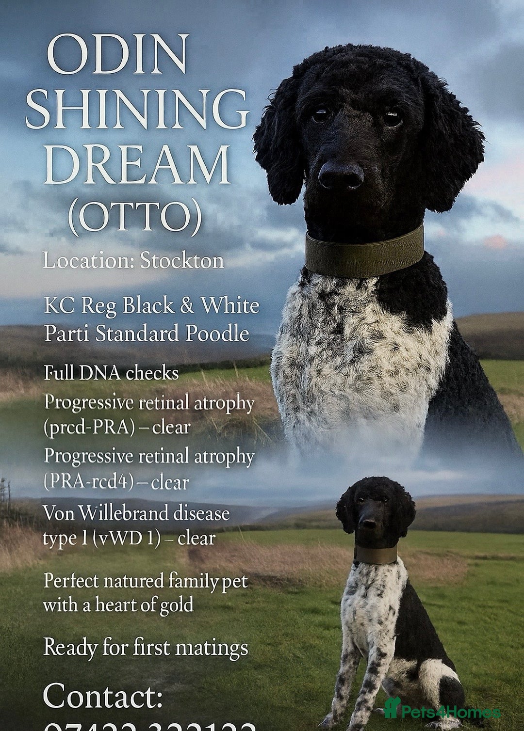 Standard Poodle dogs for stud: Outstanding Parti Standard Poodle Stud - Advert 1