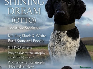 Standard Poodle dogs Outstanding Parti Standard Poodle Stud - Advert 10