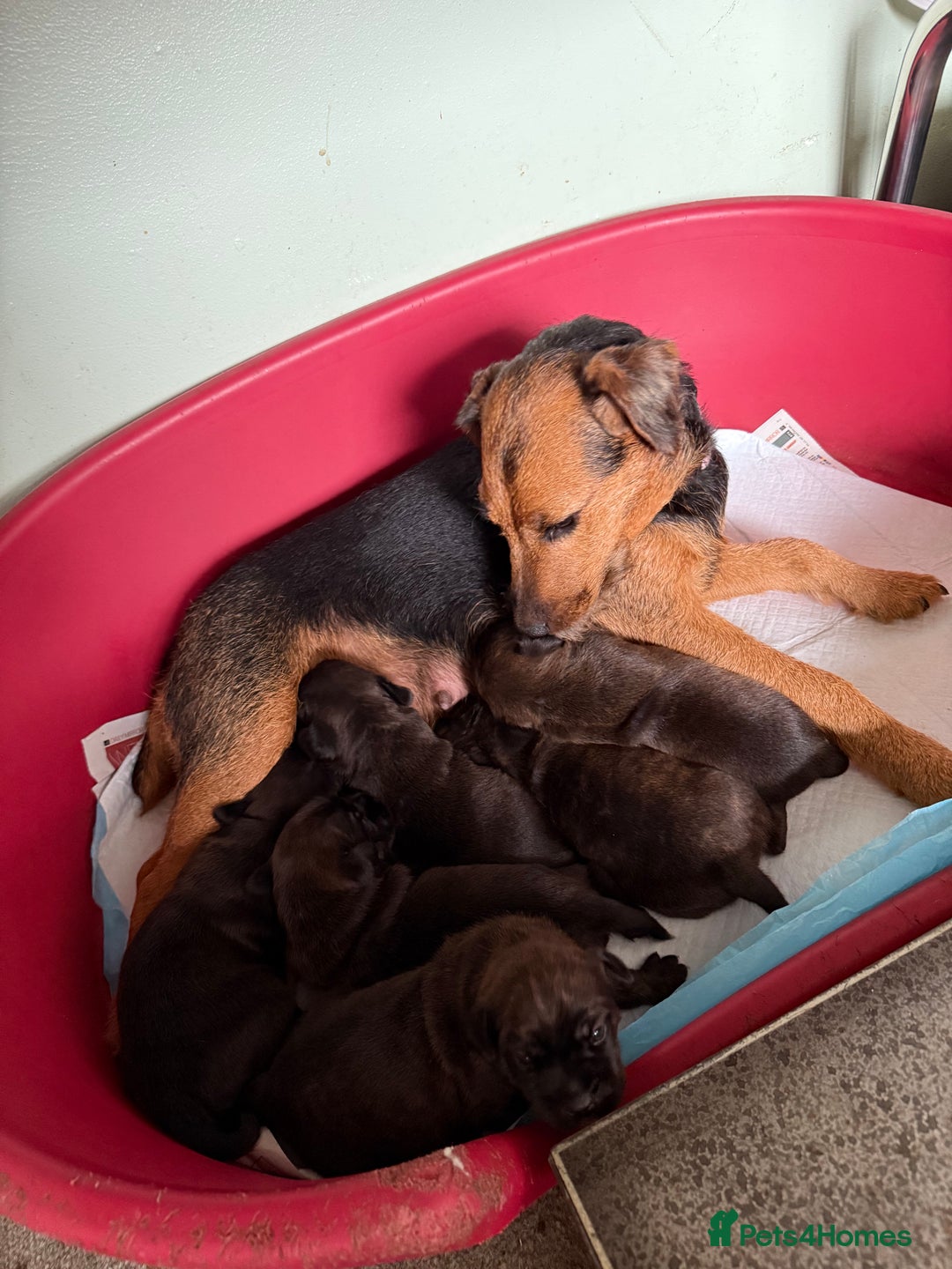 Mixed Breed dogs for sale: Lakeland x Boston terrier - Image 2