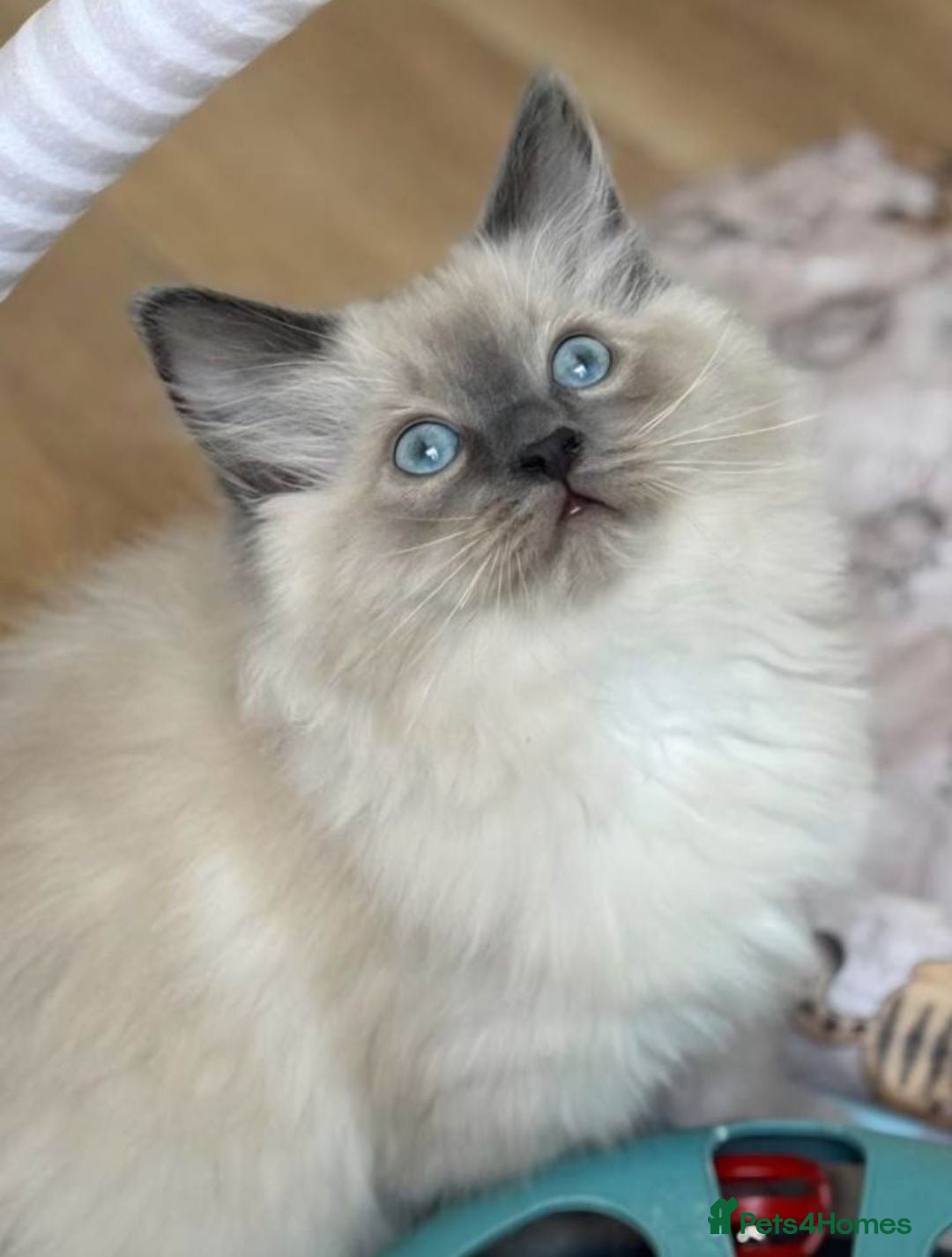 Ragdoll cats BEAUTIFUL RAGDOLL KITTENS READY NOW  - Advert 11