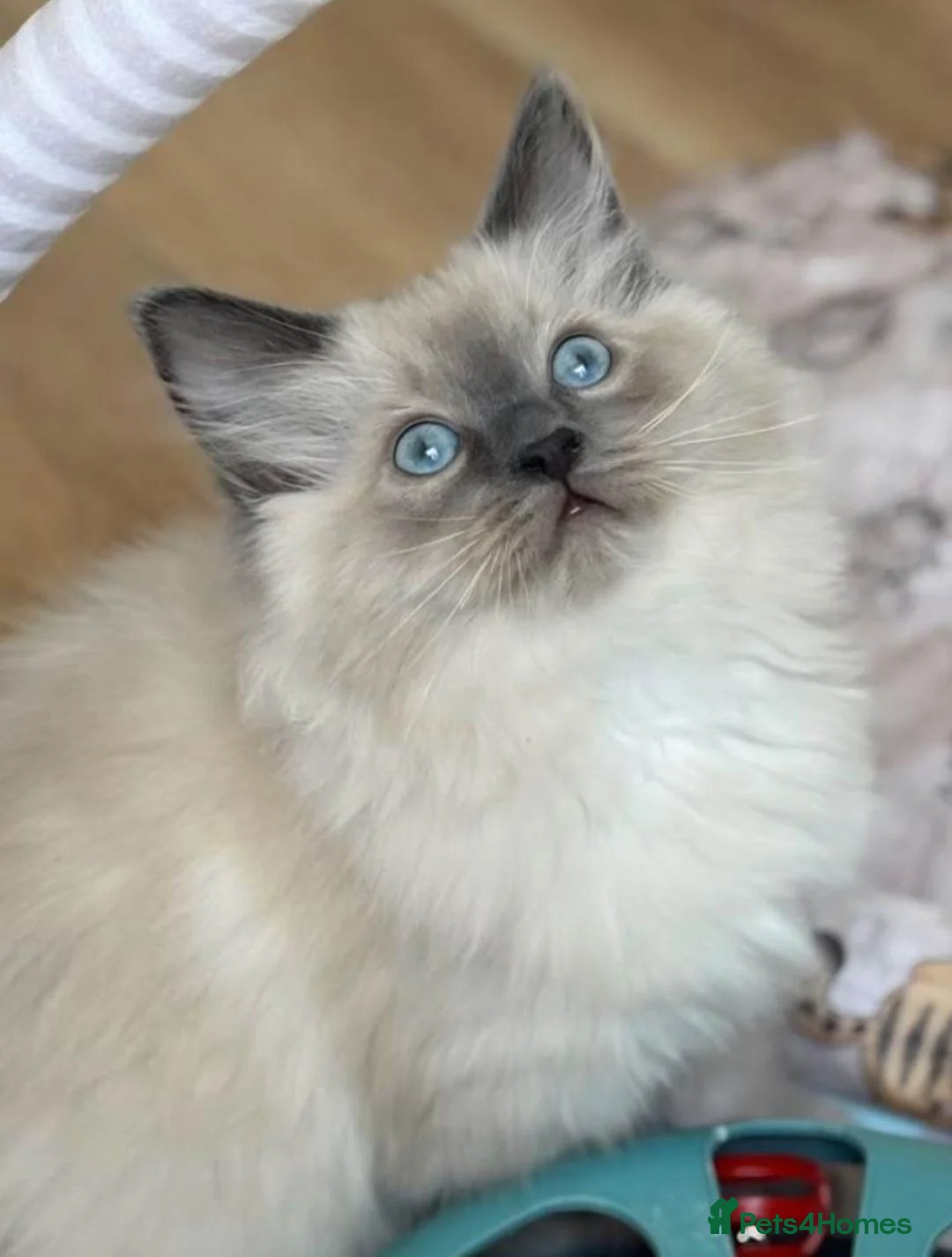 Ragdoll cats for sale: BEAUTIFUL RAGDOLL KITTENS READY NOW  - Advert 1